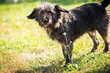 Adoptuj ślicznego Pimpusia a pokocha Cię całym ser