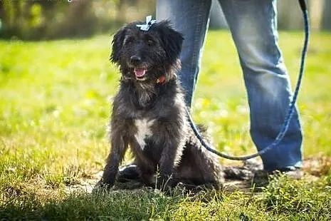 Adoptuj ślicznego Pimpusia a pokocha Cię całym ser