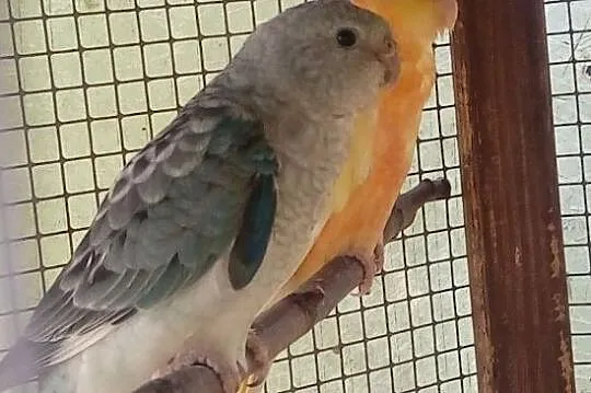 Papuga samica świergotka, Tarnów