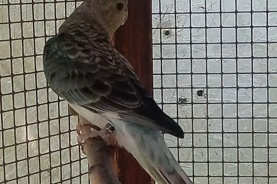 Papuga samica świergotka, Tarnów