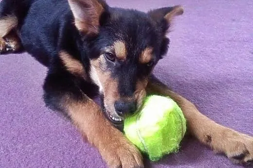 Cudem uratowana 3 miesięczna Lusia ,  Kundelki cał