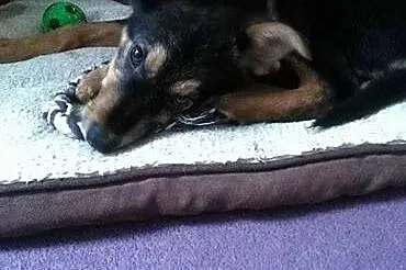 Cudem uratowana 3 miesięczna Lusia ,  Kundelki cał