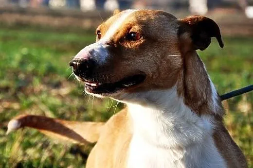 Koralik mały, kochany, energiczni mix terier ADOPC