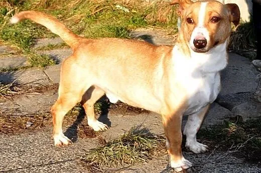 Koralik mały, kochany, energiczni mix terier ADOPC
