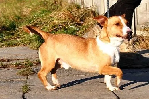 Koralik mały, kochany, energiczni mix terier ADOPC