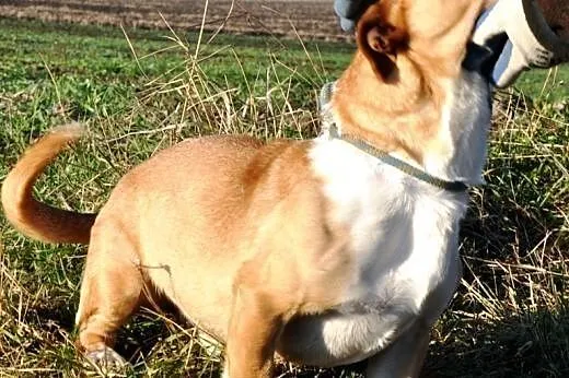 Koralik mały, kochany, energiczni mix terier ADOPC