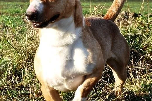 Koralik mały, kochany, energiczni mix terier ADOPC