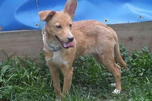 KAJA - radosna suczka poleca się do adopcji.,  małopolskie Nowy Sącz