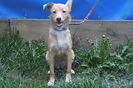 KAJA - radosna suczka poleca się do adopcji.,  mał
