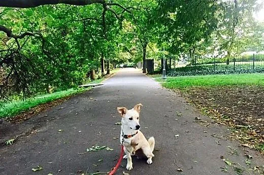 Wyjątkowy pies- to Luk,  mazowieckie Warszawa
