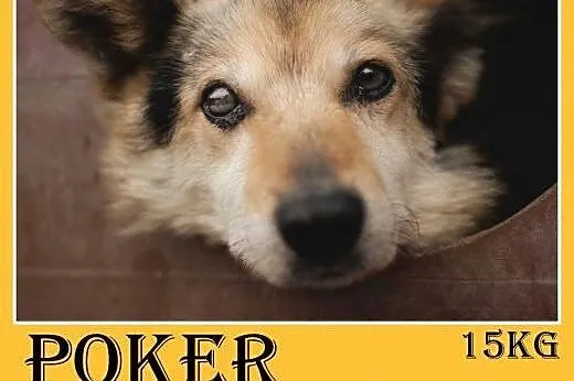 15kg,średni,przyjazny,spokojny piesek POKER.Adopcja,  małopolskie Kraków