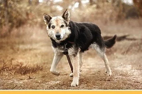 15kg,średni,przyjazny,spokojny piesek POKER.Adopcj