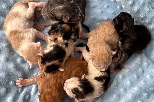 Maine Coon do rezerwacji