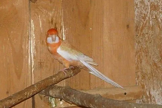 Rozella królewska albino oranż - samiec 22r., Śląskie, Pruchna