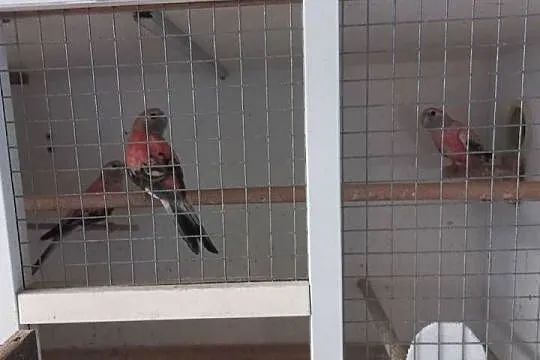 Lilianki różowe 2025