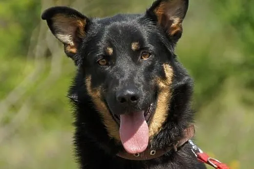 Liam :) pies, adopcja, lubuskie Gorzów Wielkopolski