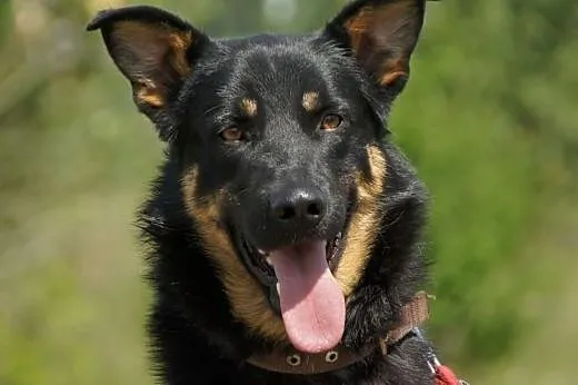Liam :) pies, adopcja,  lubuskie Gorzów Wielkopols
