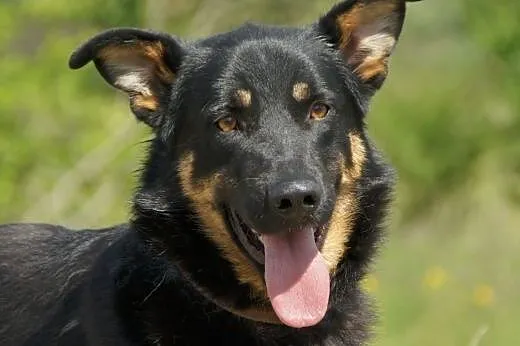 Liam :) pies, adopcja,  lubuskie Gorzów Wielkopols