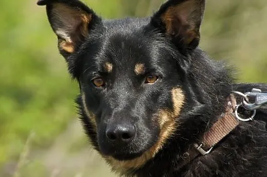Liam :) pies, adopcja,  lubuskie Gorzów Wielkopols