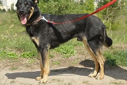 Liam :) pies, adopcja,  lubuskie Gorzów Wielkopols