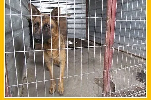 Owczarek niem.mix,młoda 1,5 roczna,przyjazna suczka KIARA.Adopcja,  dolnośląskie Wrocław