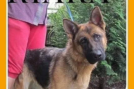 Owczarek niem.mix,młoda 1,5 roczna,przyjazna suczk