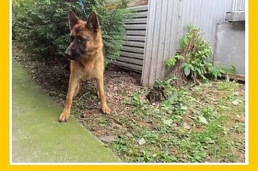 Owczarek niem.mix,młoda 1,5 roczna,przyjazna suczk