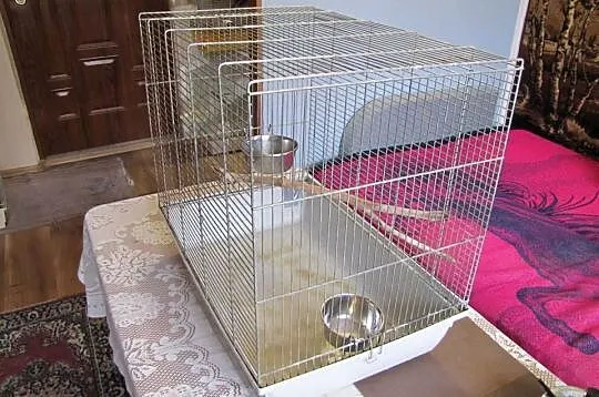 Klatka dla królika, Kujawsko-pomorskie, Toruń