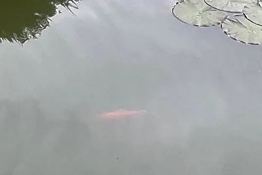 Ryby karasie ozdobne, Małopolskie, Zakliczyn