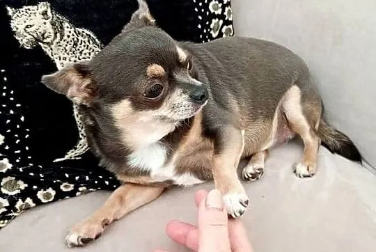 Dorosła chihuahua suczka, Wielkopolskie, Konin
