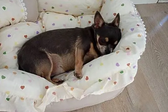 Dorosła chihuahua suczka, Wielkopolskie, Konin