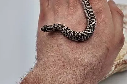 Heterodon zachodni samczyki