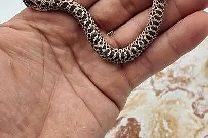Heterodon zachodni samczyki, Warmińsko-mazurskie, Olsztyn