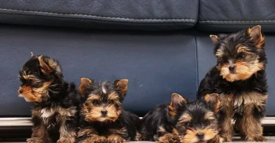 Urocze szczenięta yorkshire terrier do adopcji e-mail: {{amandinelisa01@gmail.com}}