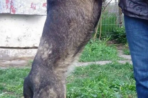 Agusia błaga o dom,  śląskie Dąbrowa Górnicza