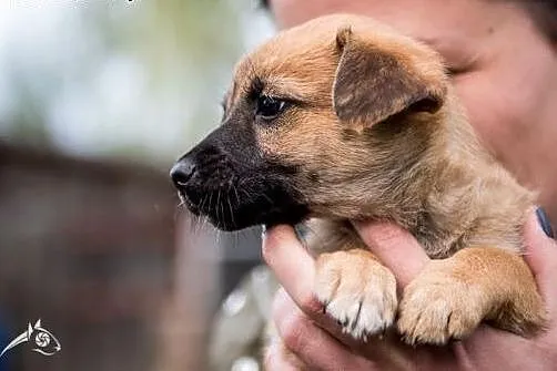 Przebojowa i słodka sunieczka - szczeniak do adopcji,  mazowieckie Warszawa