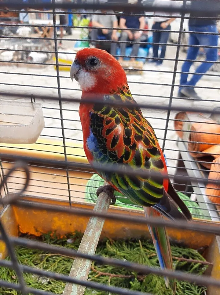 Rozella białolica, Świętokrzyskie, Jędrzejów