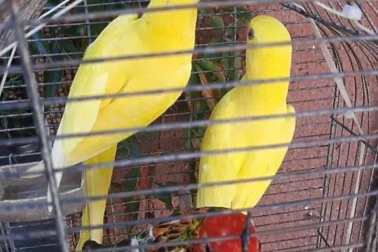 Rozella białolica, Świętokrzyskie, Jędrzejów