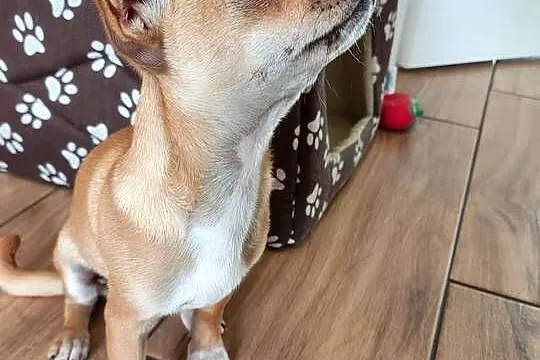 Chihuahua 3 miesięczna suczka