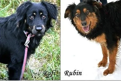 Dwa piękne, młode psy w typie hovawarta - Rafi i R, Olsztyn
