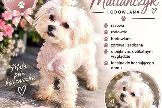 Sunia maltanczyk z rodowodem