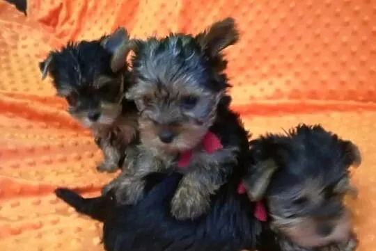 Sprzedam yorki