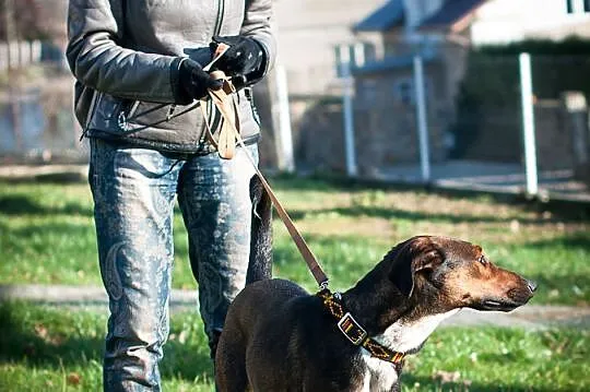 Zjawiskowa BELLA szuka kochającego domu