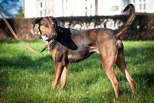 Zjawiskowa BELLA szuka kochającego domu