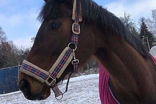 Klacz ( Pełna krew Angielska ), , 
