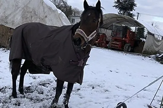 Klacz ( Pełna krew Angielska ), , 