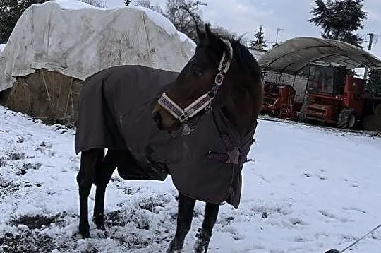 Klacz ( Pełna krew Angielska ), , 