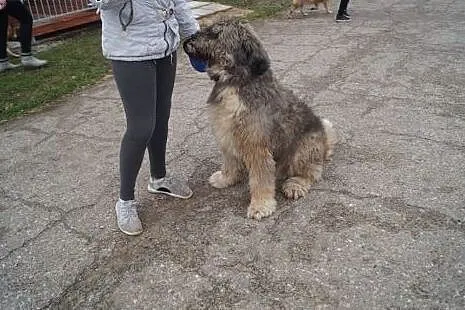 Borys... Całe życie spędził na łańcuchu... Szuka d