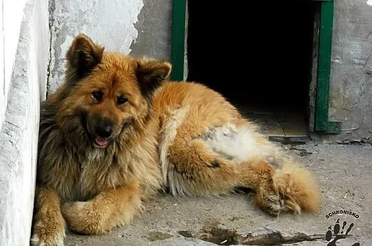 DORA - wyjątkowa sunia otwiera dla Ciebie swoje serce...