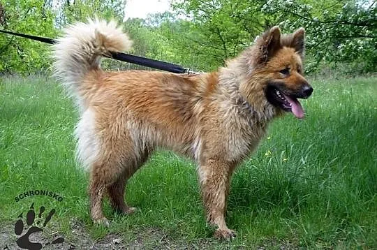 DORA - wyjątkowa sunia otwiera dla Ciebie swoje se